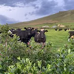 Bosca Neadu * Dingle